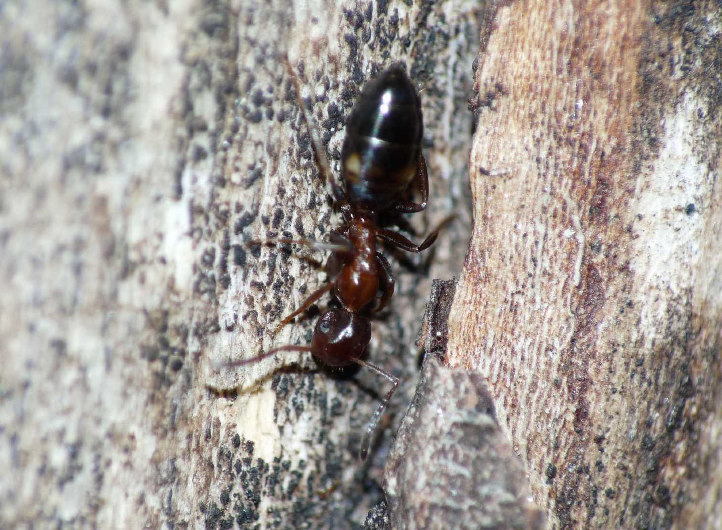 Camponotus truncatus (Formicidae)
